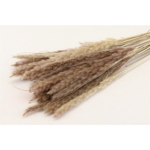 Dried Fluffy Pampas Natural Bunch