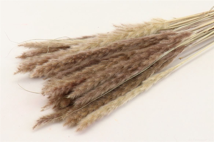 Dried Fluffy Pampas Natural Bunch