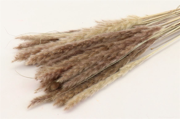 Dried Fluffy Pampas Naturel Bunch