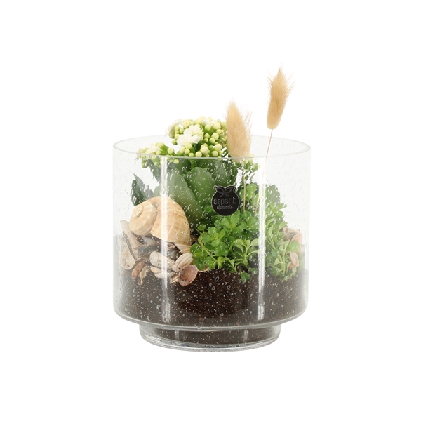 <h4>Arrangementen kamerplanten H%</h4>