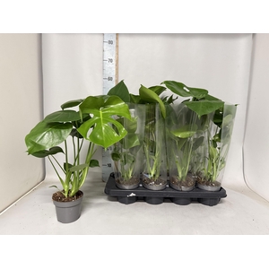 MONSTERA DELICIOSA