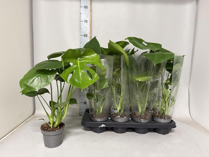 <h4>MONSTERA DELICIOSA</h4>