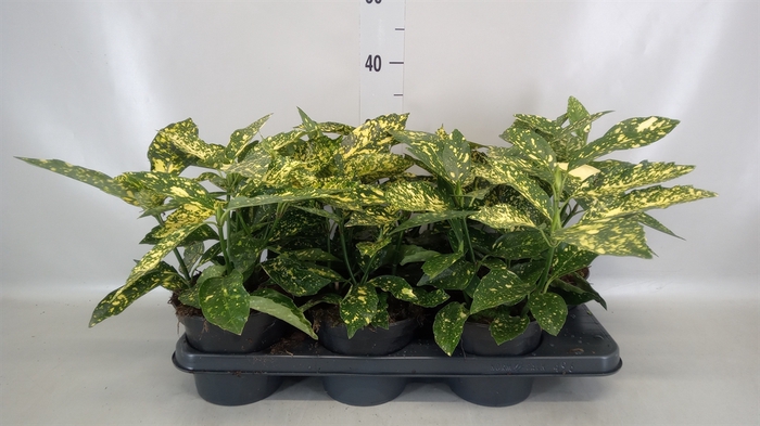 <h4>Aucuba japonica 'Variegata'</h4>