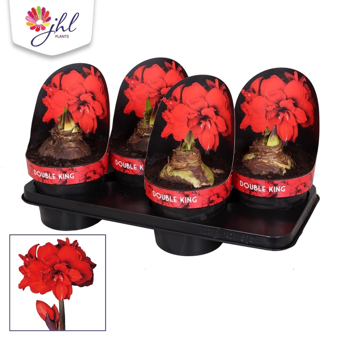 <h4>Amaryllis DUBBEL KING</h4>