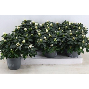 RHODO SI WITTE VOGEL P14