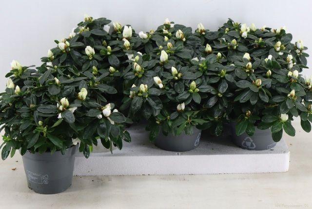 <h4>RHODO SI WITTE VOGEL P14</h4>