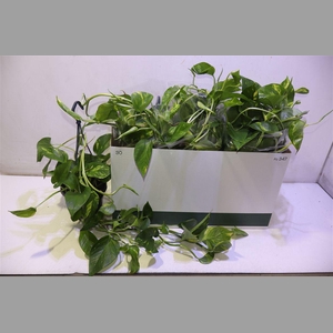 Epipr In Hangpot