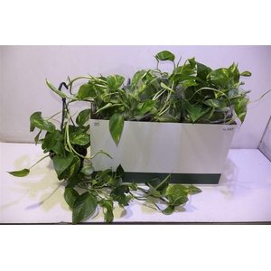Epipr In Hangpot