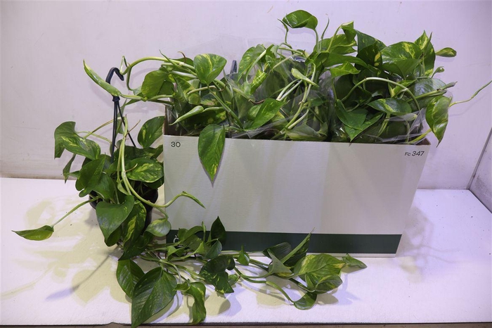 <h4>Epipr In Hangpot</h4>