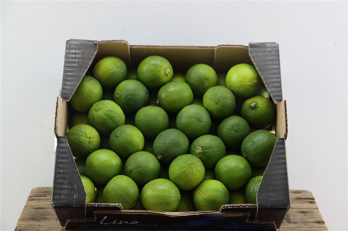 <h4>Sier Limes X54 P Box</h4>