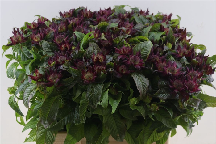 Monarda Purple Fountain