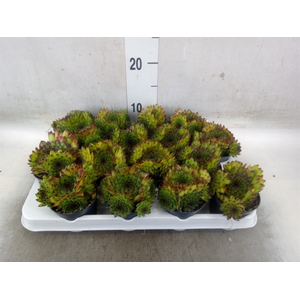 Sempervivum   ...