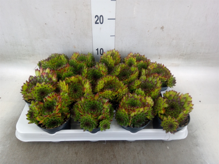 <h4>Sempervivum   ...</h4>