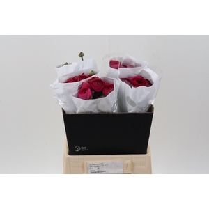 Ran Hot Pink Ecu 40cm