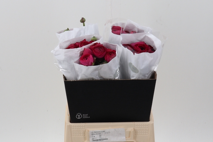 <h4>Ran Hot Pink Ecu 40cm</h4>