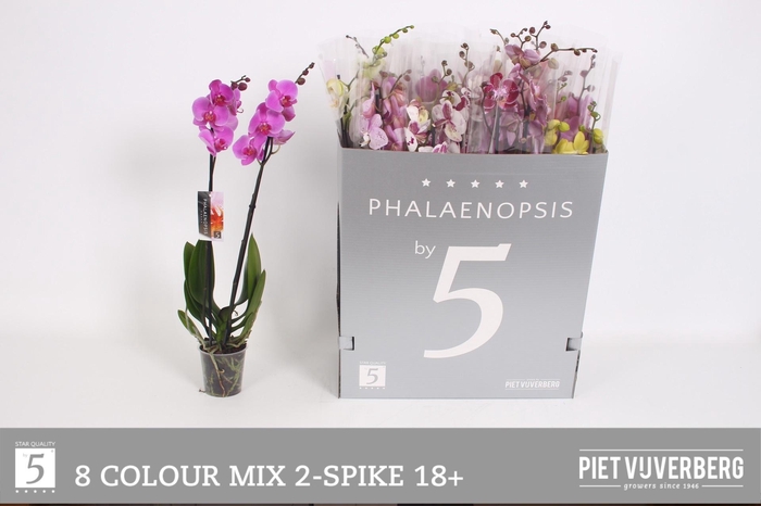 <h4>PHAL GEM 8 KL</h4>