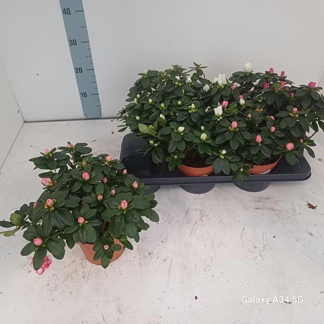 <h4>RHODO SI VOGEL GEM</h4>