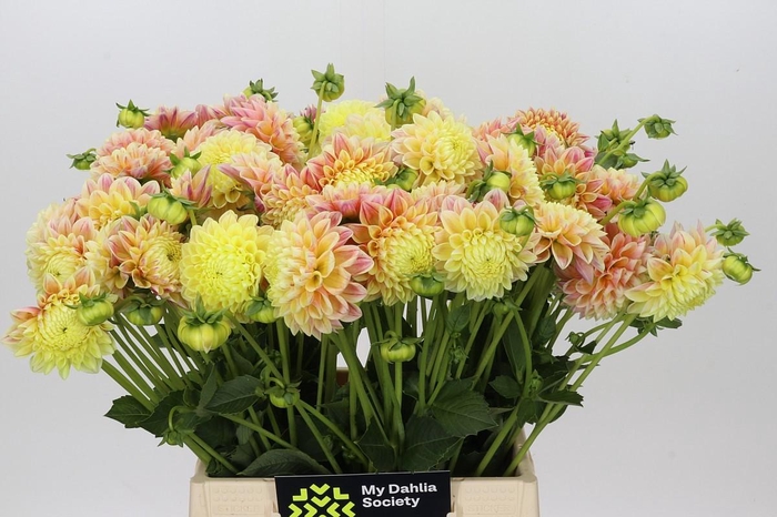 <h4>Dahlia Sweet Suzanne</h4>