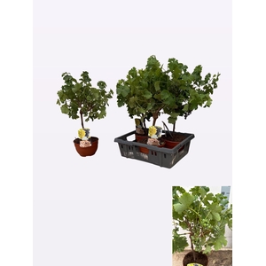 VITIS VINIFERA