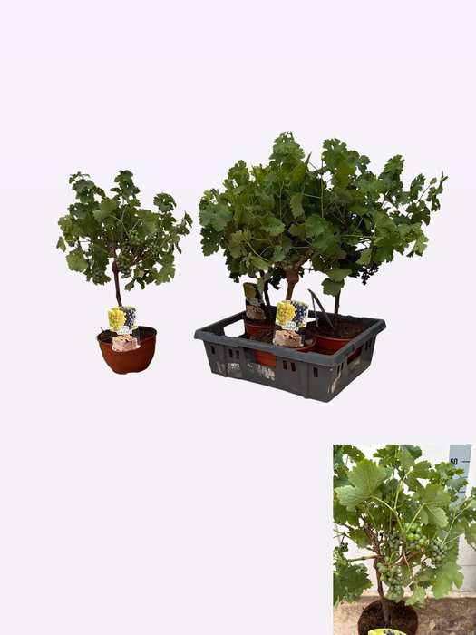 <h4>VITIS VINIFERA</h4>