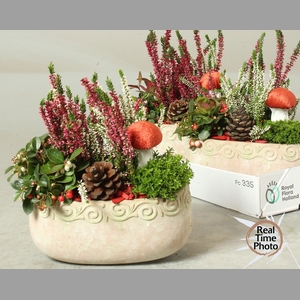 ARR TUINPLANTEN