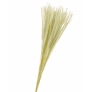 Dried Bleached Tail Grass