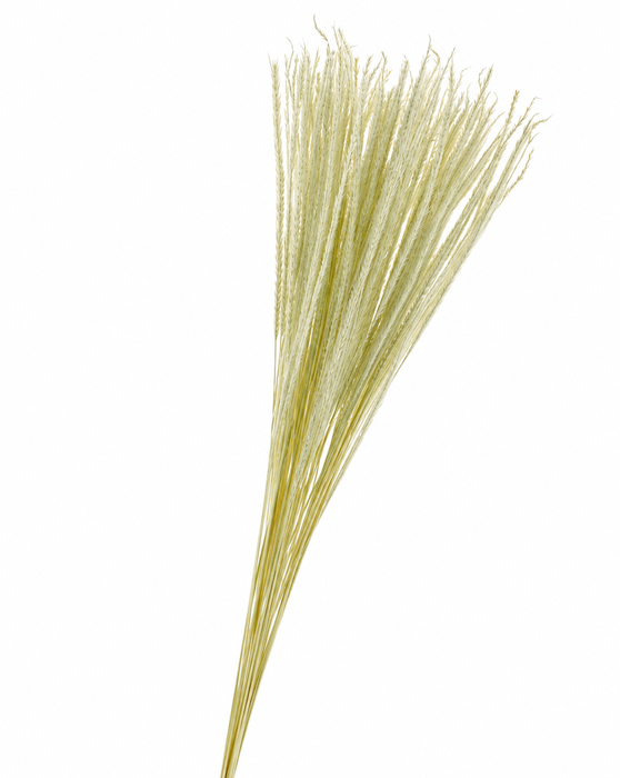 <h4>Dried Bleached Tail Grass</h4>