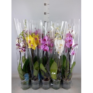Phalaenopsis   ...mix  5