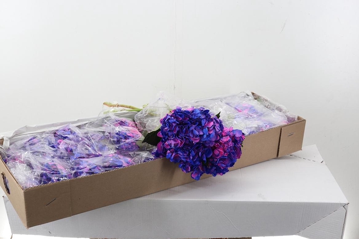 <h4>Hydr Cenit Box</h4>