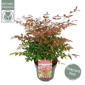 Nandina domestica Obsessed