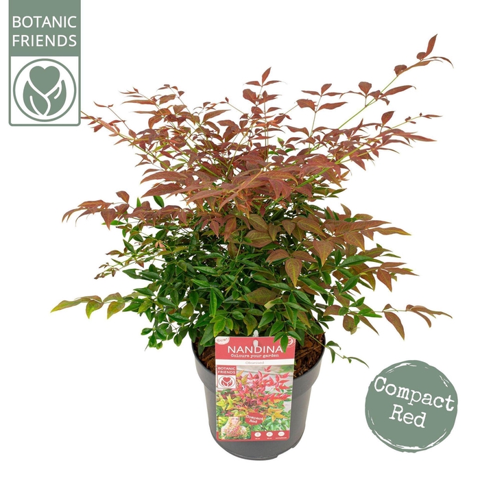 <h4>Nandina domestica Obsessed</h4>