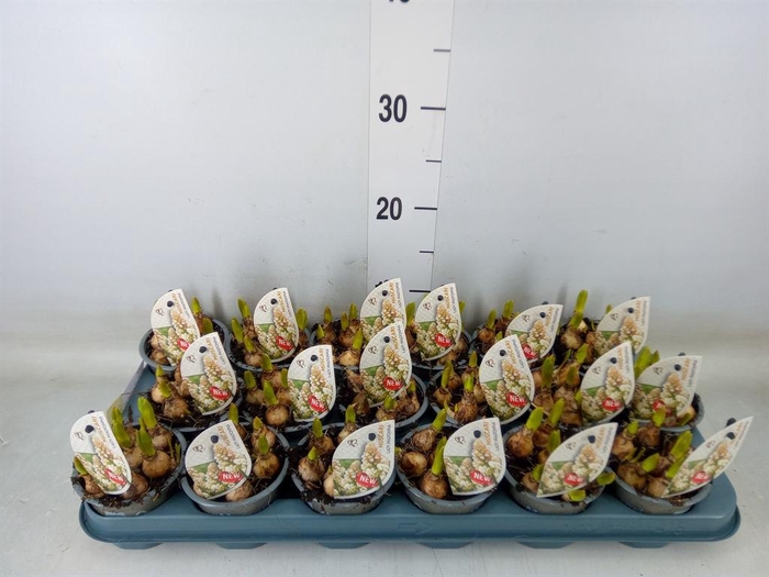 <h4>Muscari   ...</h4>