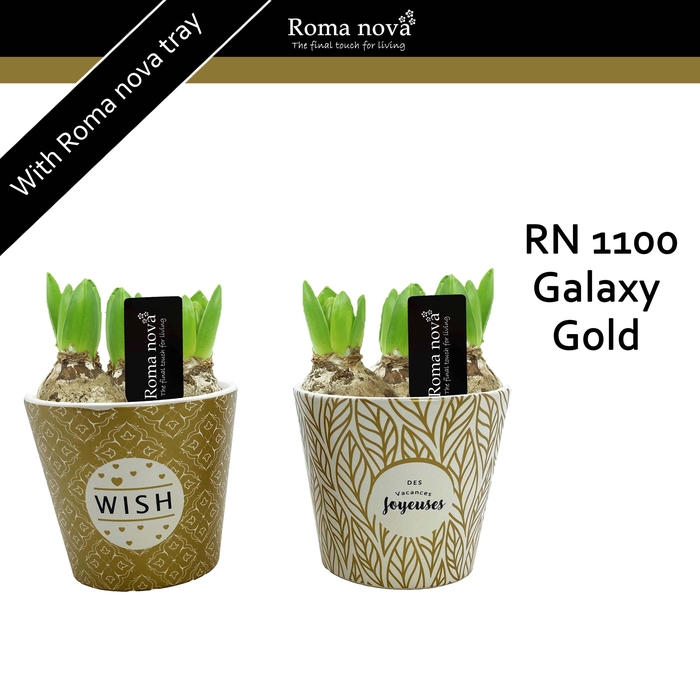 <h4>Hya Rom 1100 Galaxy Gold</h4>