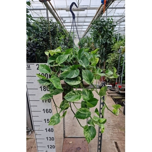 Epipremnum pinnatum Marble Queen