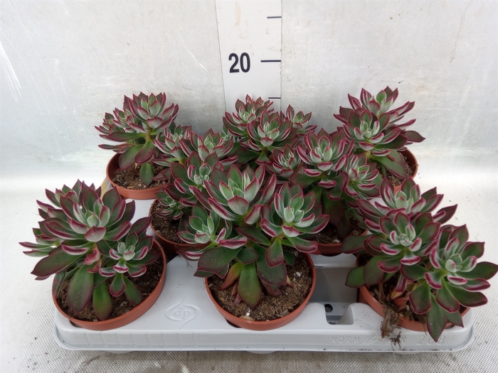 Echeveria pulvinata 'Devotion'