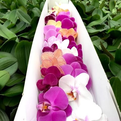 <h4>Phalaenopsis Mix surprise 9</h4>