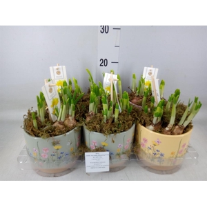 Arr.  Narcissus Tete Tete H%