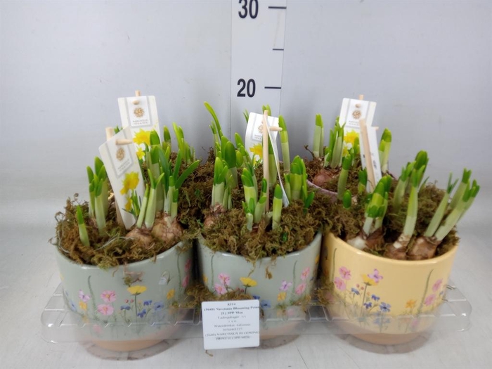 <h4>Arr.  Narcissus Tete Tete H%</h4>