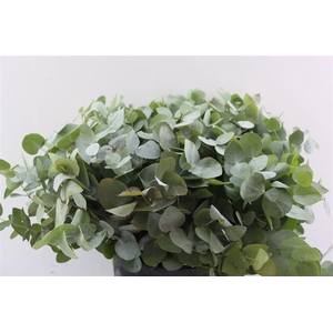 Euca Cinerea 45 Cm P Stem