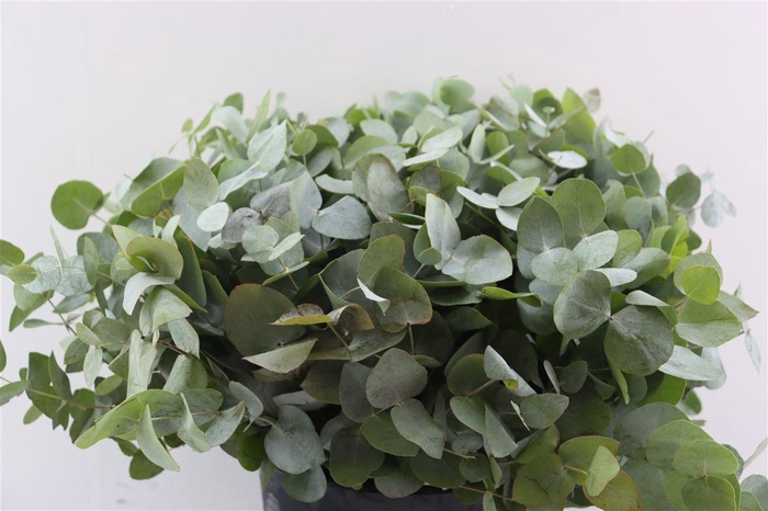 <h4>Euca Cinerea 40 Cm P Stem</h4>