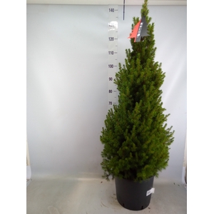 Picea glauca 'Conica'