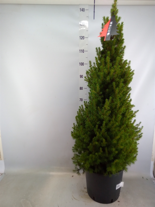 <h4>Picea glauca 'Conica'</h4>