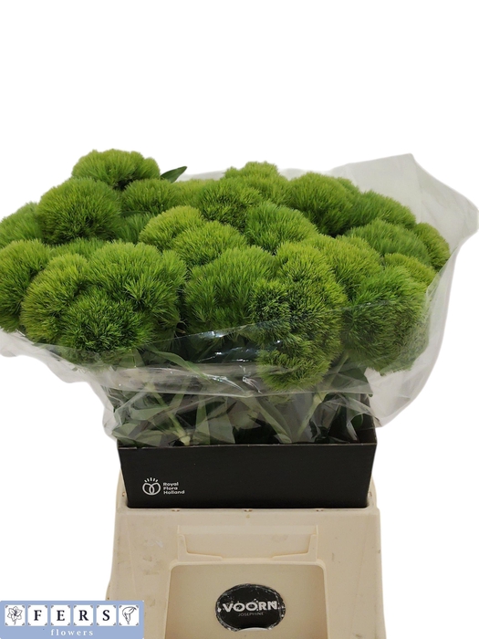 <h4>DI BARB GREEN WICKY</h4>