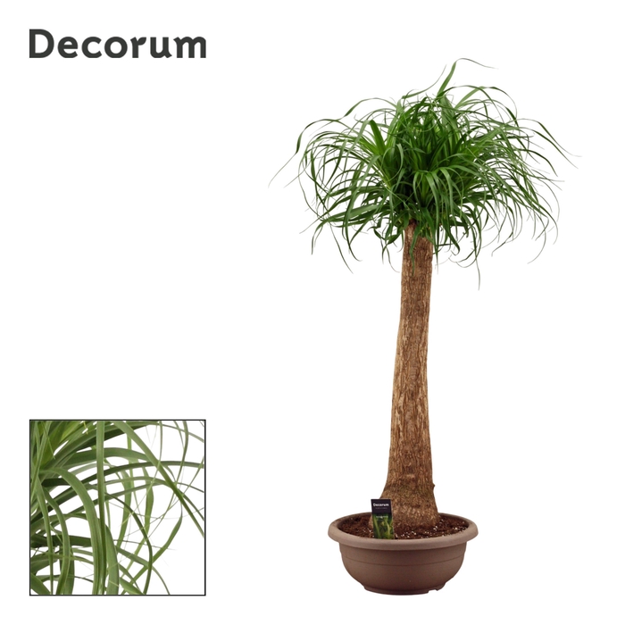 <h4>Beaucarnea recht compact in 35 cm schaal (Decorum)</h4>