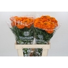 Tagetes Marigold Promise Orange