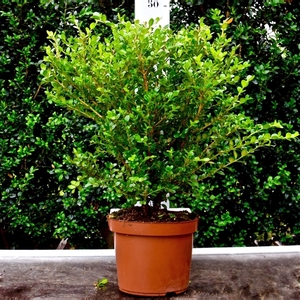 Buxus microphylla 'Faulkner' 30-40cm struik