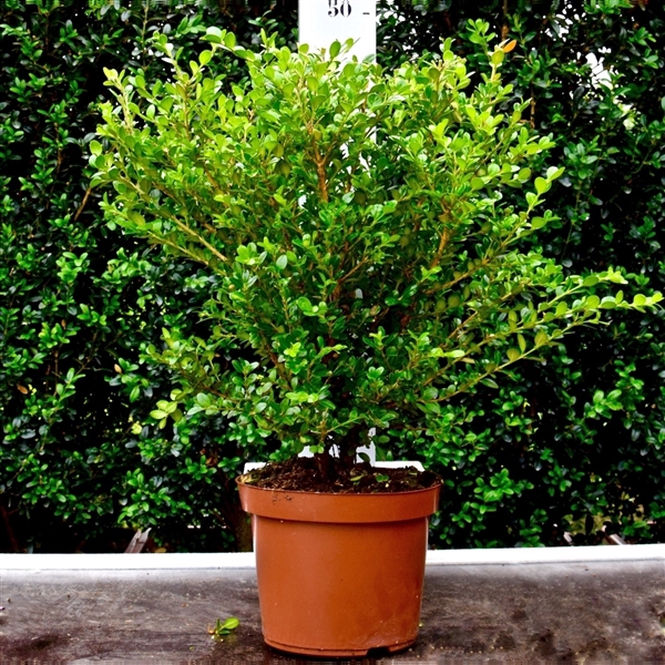 <h4>Buxus microphylla 'Faulkner' 30-40cm struik</h4>