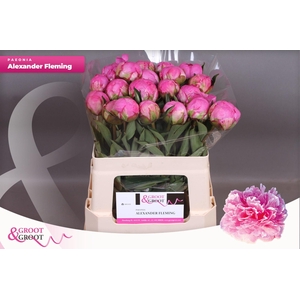 Paeonia Dr. Alexander Fleming | Heavy Quality