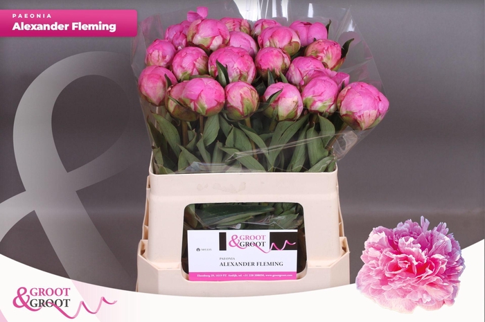 Paeonia Dr. Alexander Fleming | Heavy Quality