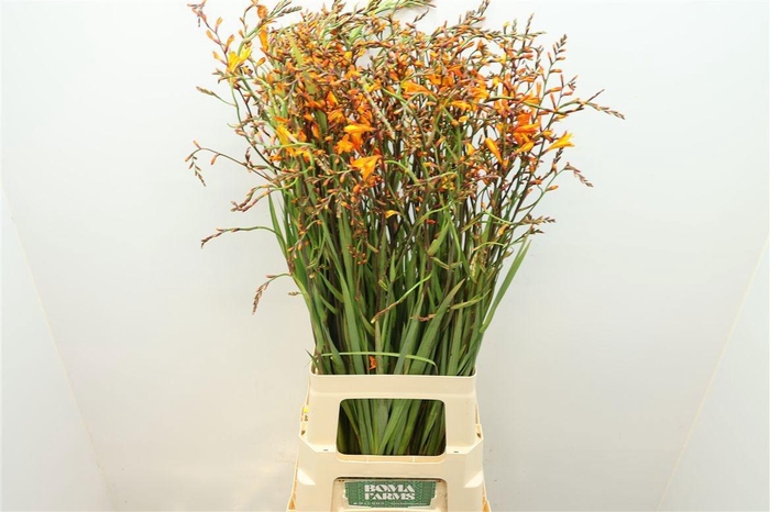 <h4>CROCOS LUCIFER</h4>